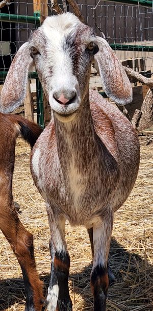 mini nubian goats for sale in colorado